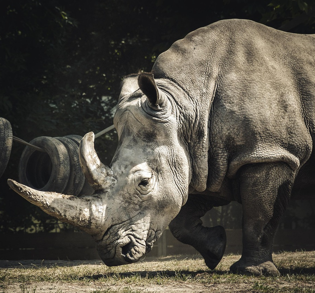 Rhino